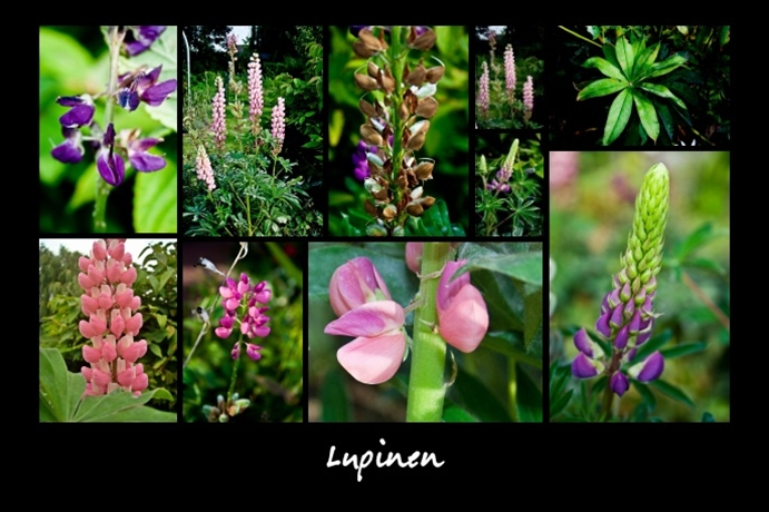 Lupinen Collage