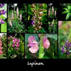 Lupinen Collage