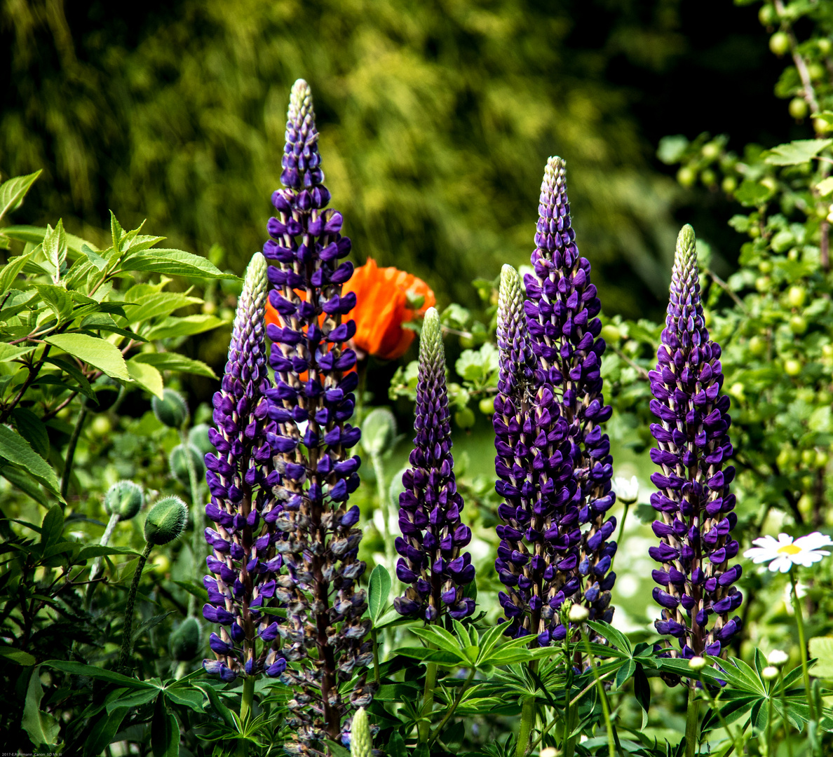 Lupinen