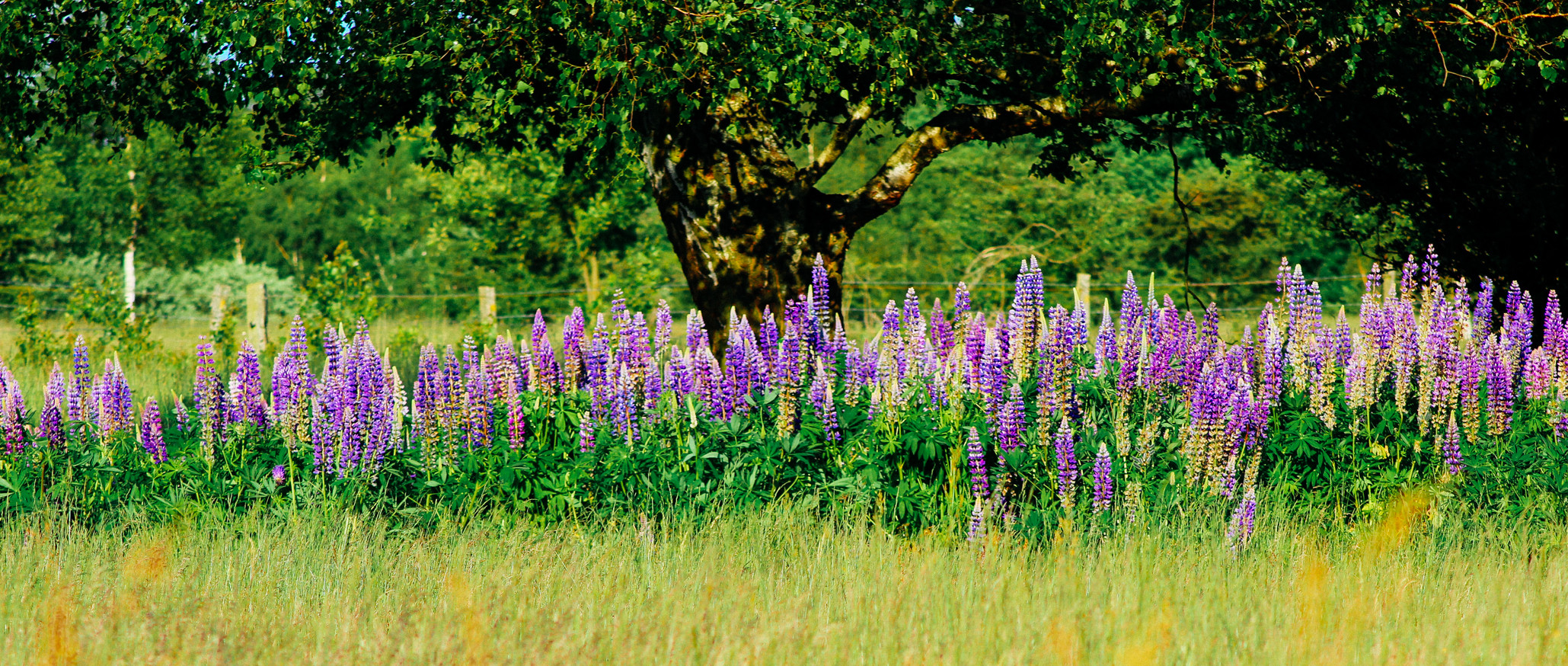 Lupinen