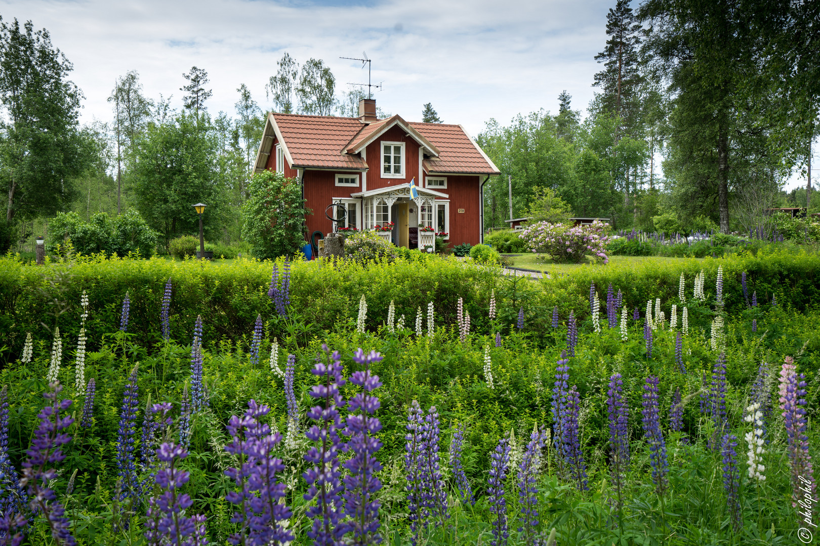 Lupinen