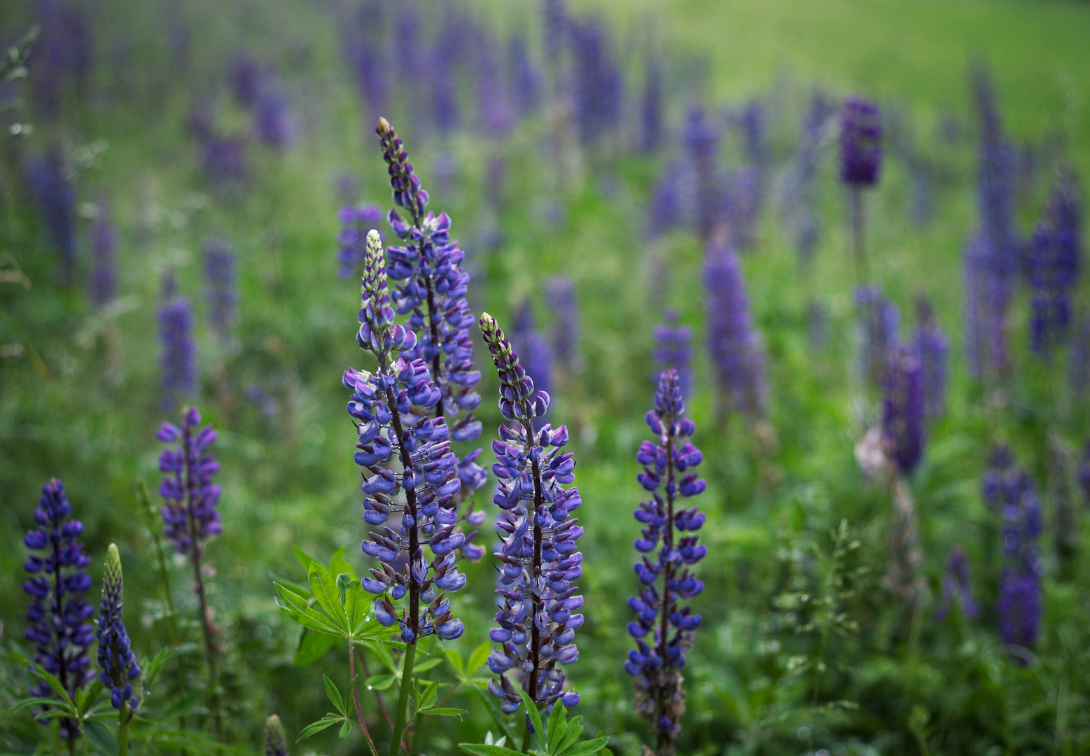 Lupinen 