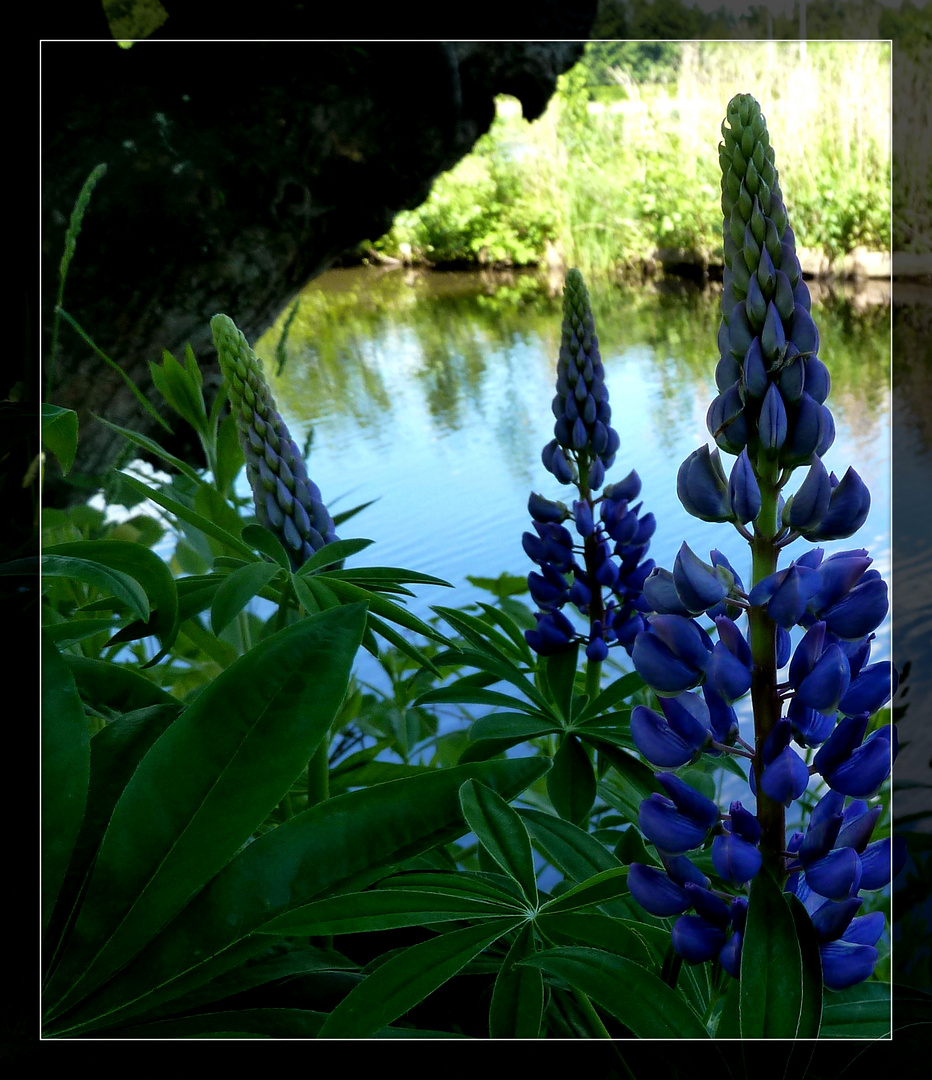 #...Lupinen...#