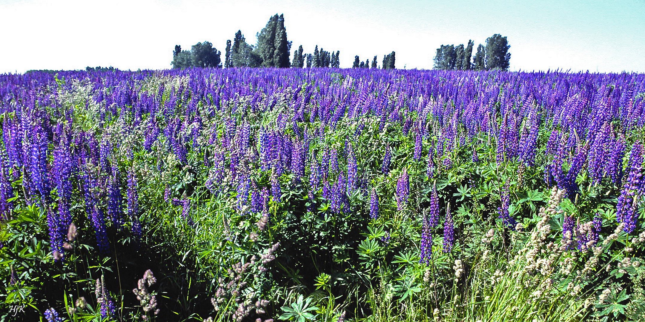 Lupinen - Feld 