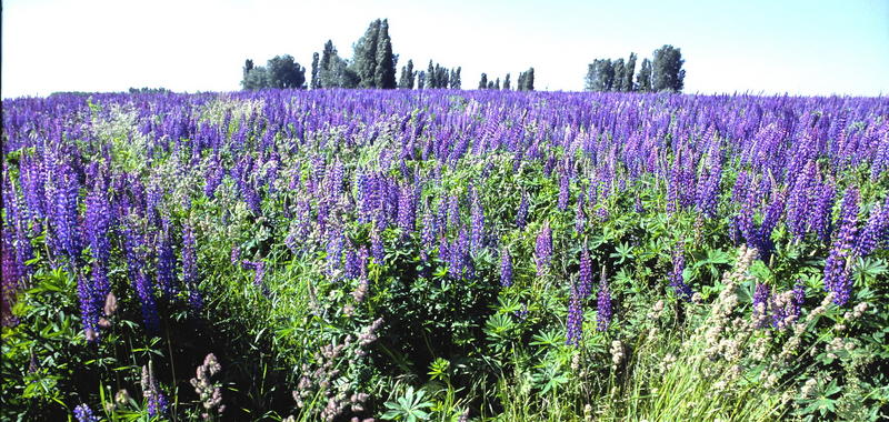 Lupinen-Feld