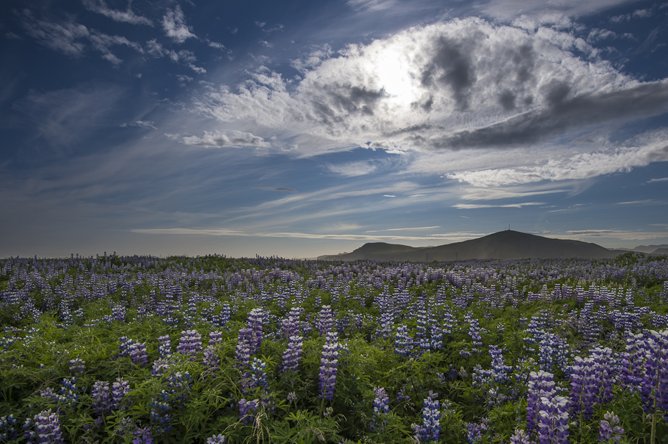 Lupinen-Feld