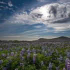 Lupinen-Feld