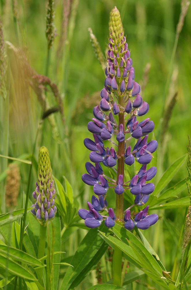 Lupinen – Frühling gegen Dauerregen?