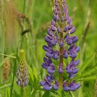 Lupinen – Frühling gegen Dauerregen?