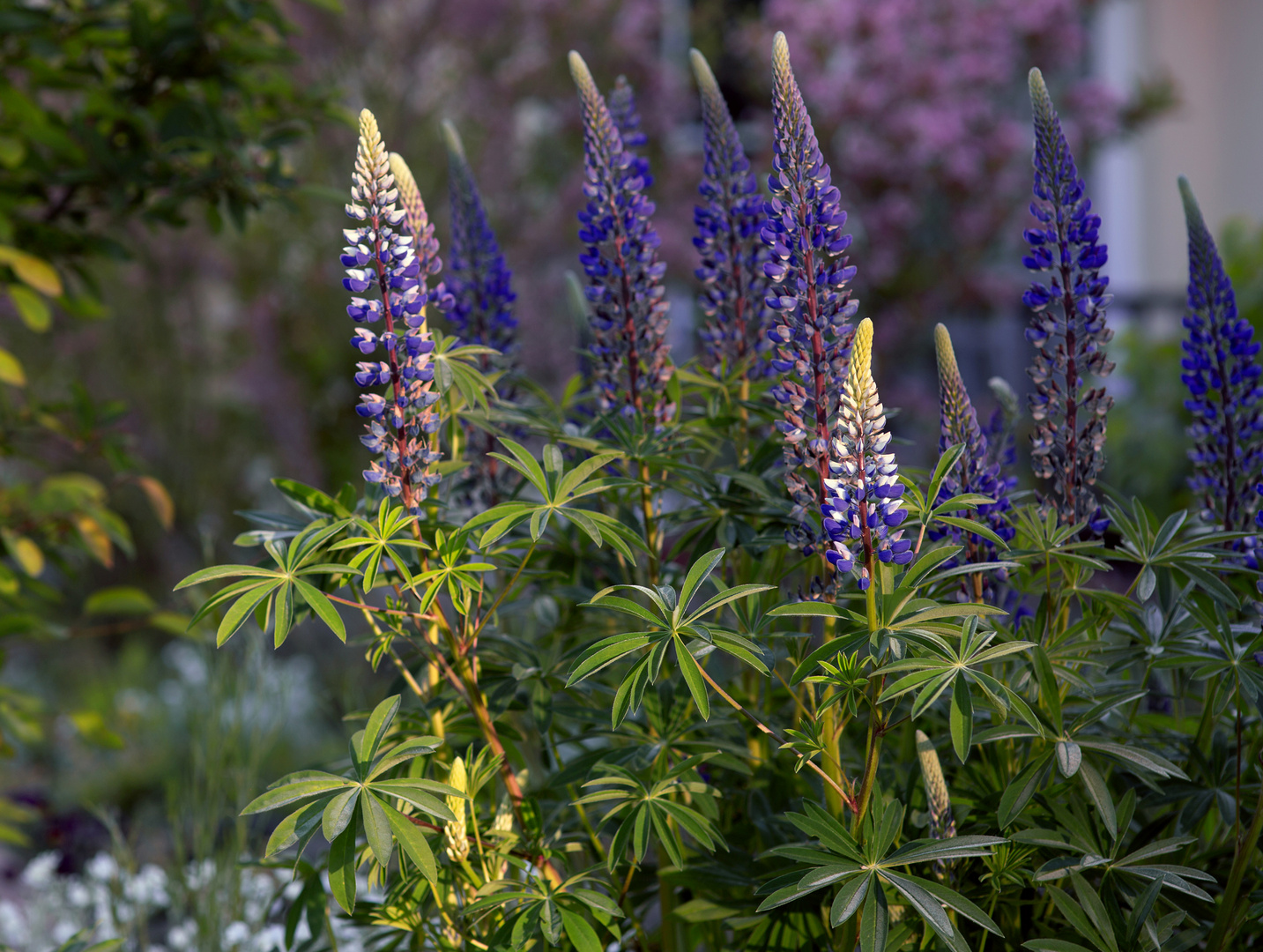 Lupinen im Garten