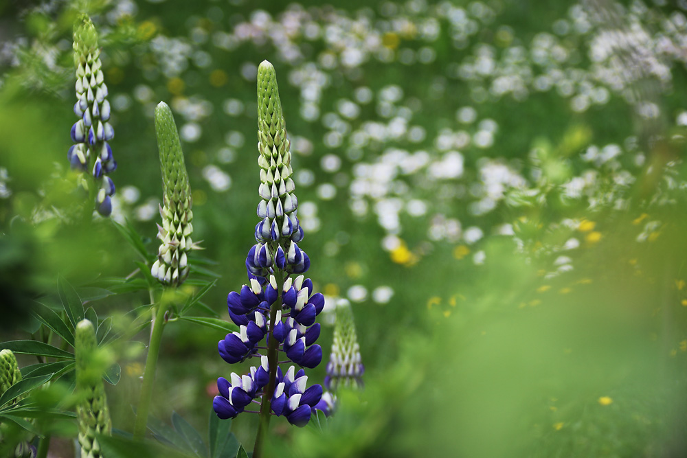 Lupinen im Garten