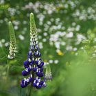 Lupinen im Garten