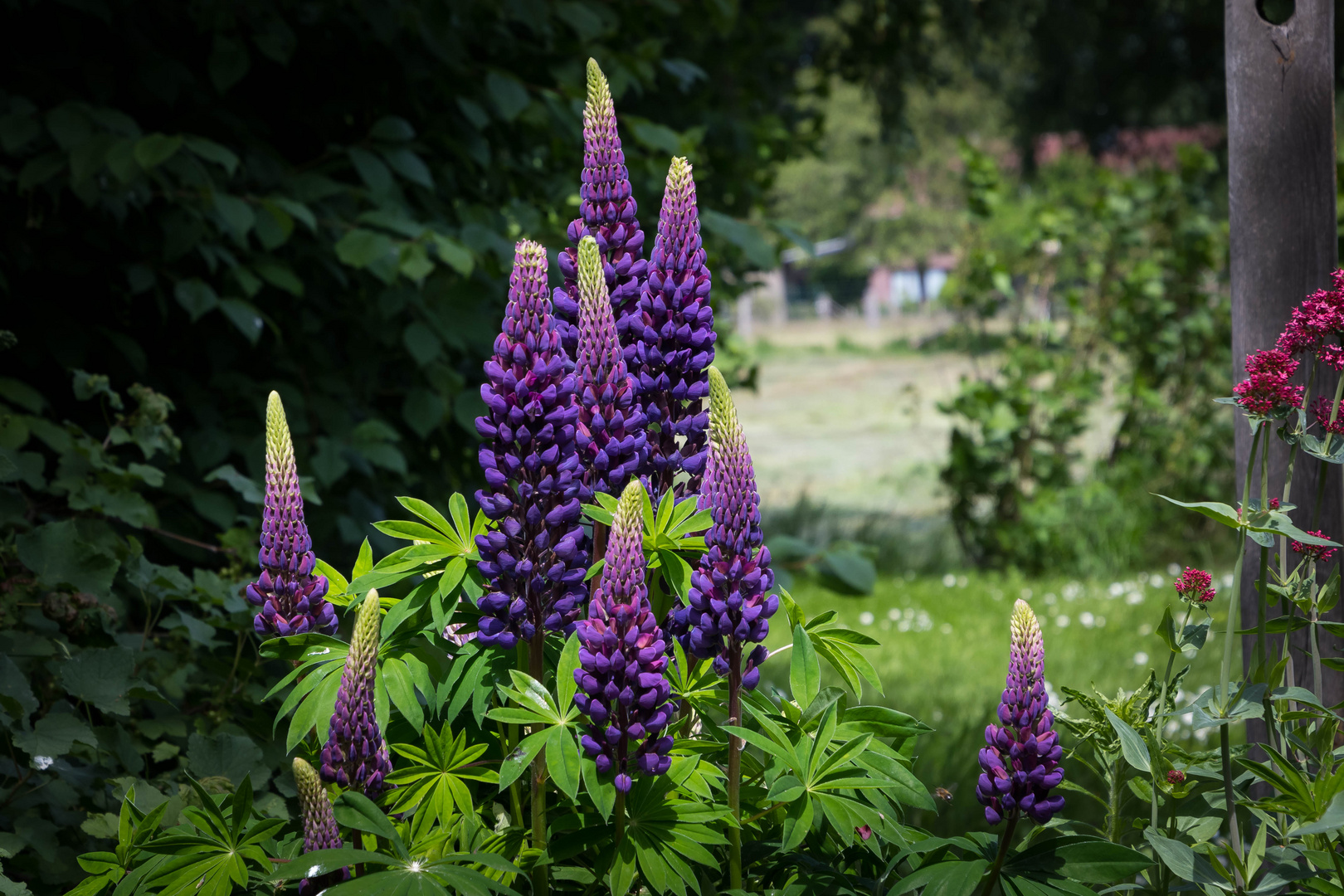 Lupinen im Garten