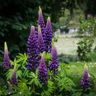 Lupinen im Garten