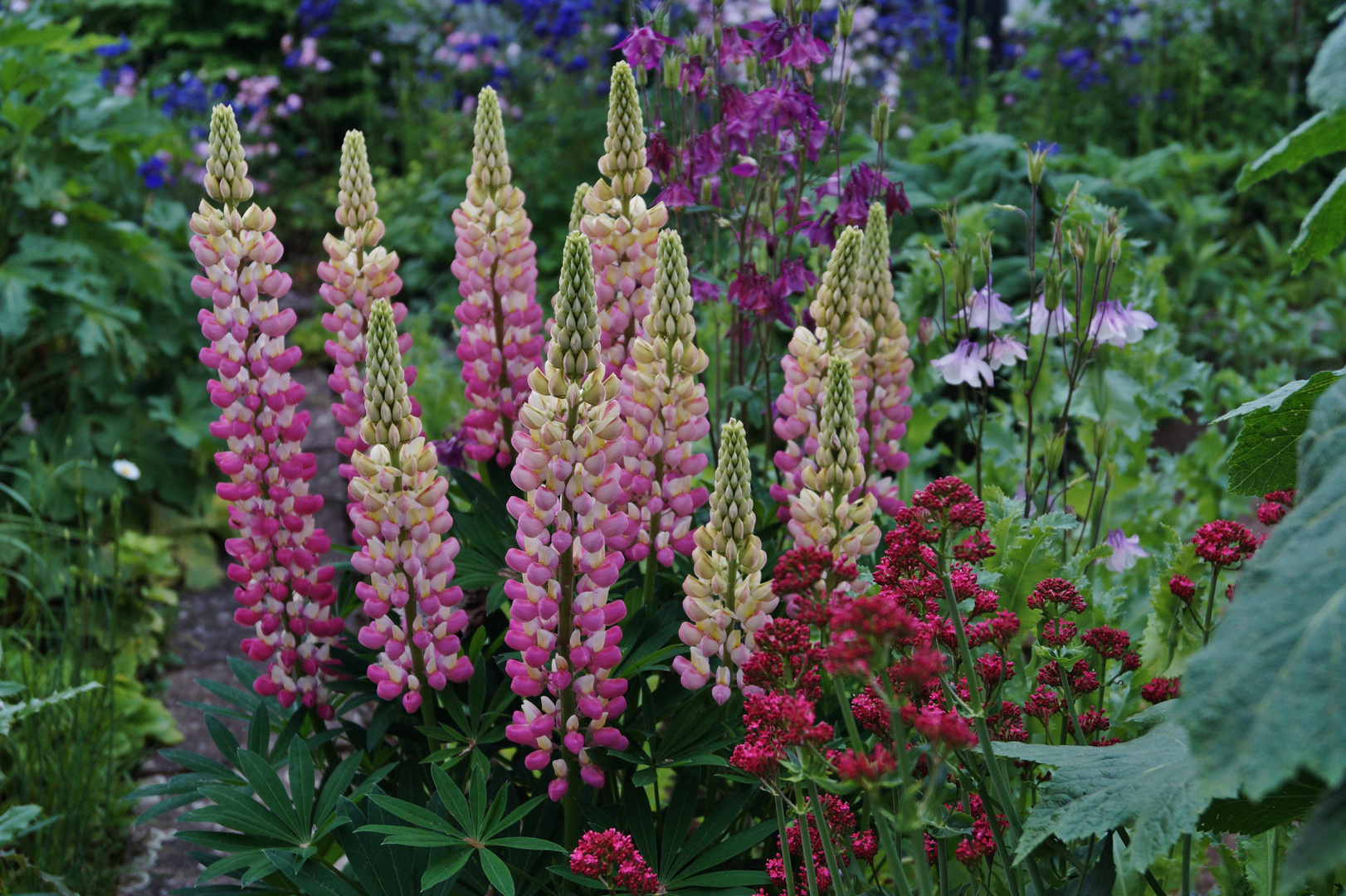 Lupinen im Garten… Foto & Bild natur, pflanzen, blüten