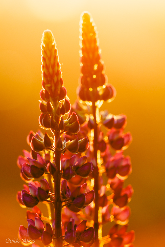 Lupinen im Gegenlicht