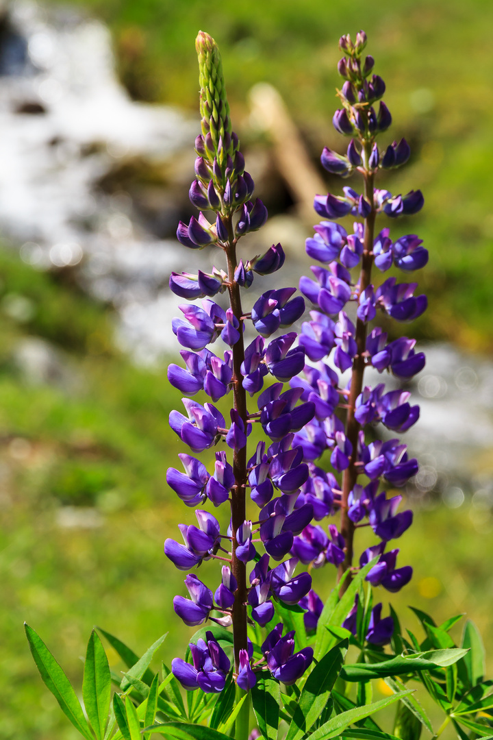 Lupinen im Kaunertal