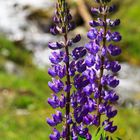 Lupinen im Kaunertal