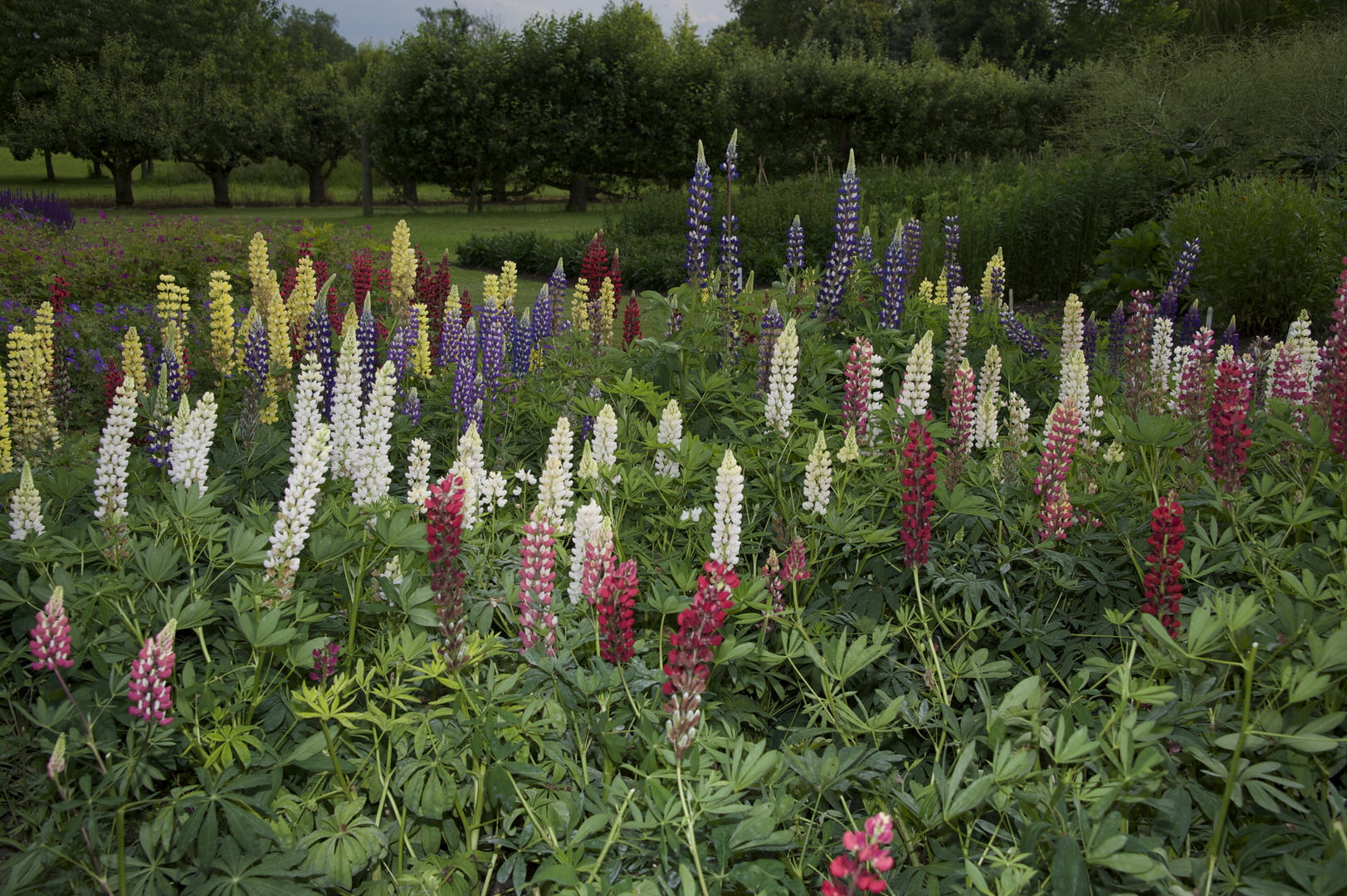 Lupinen im Mix