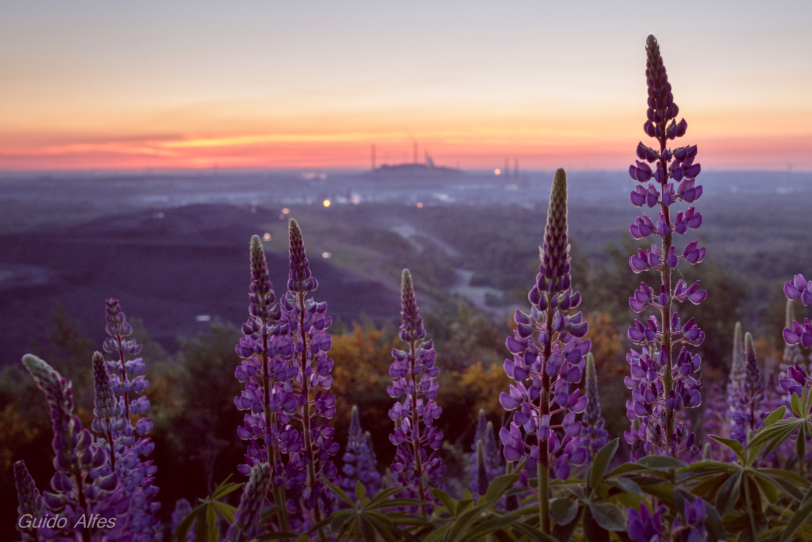 Lupinen im Morgenlicht