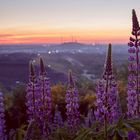 Lupinen im Morgenlicht