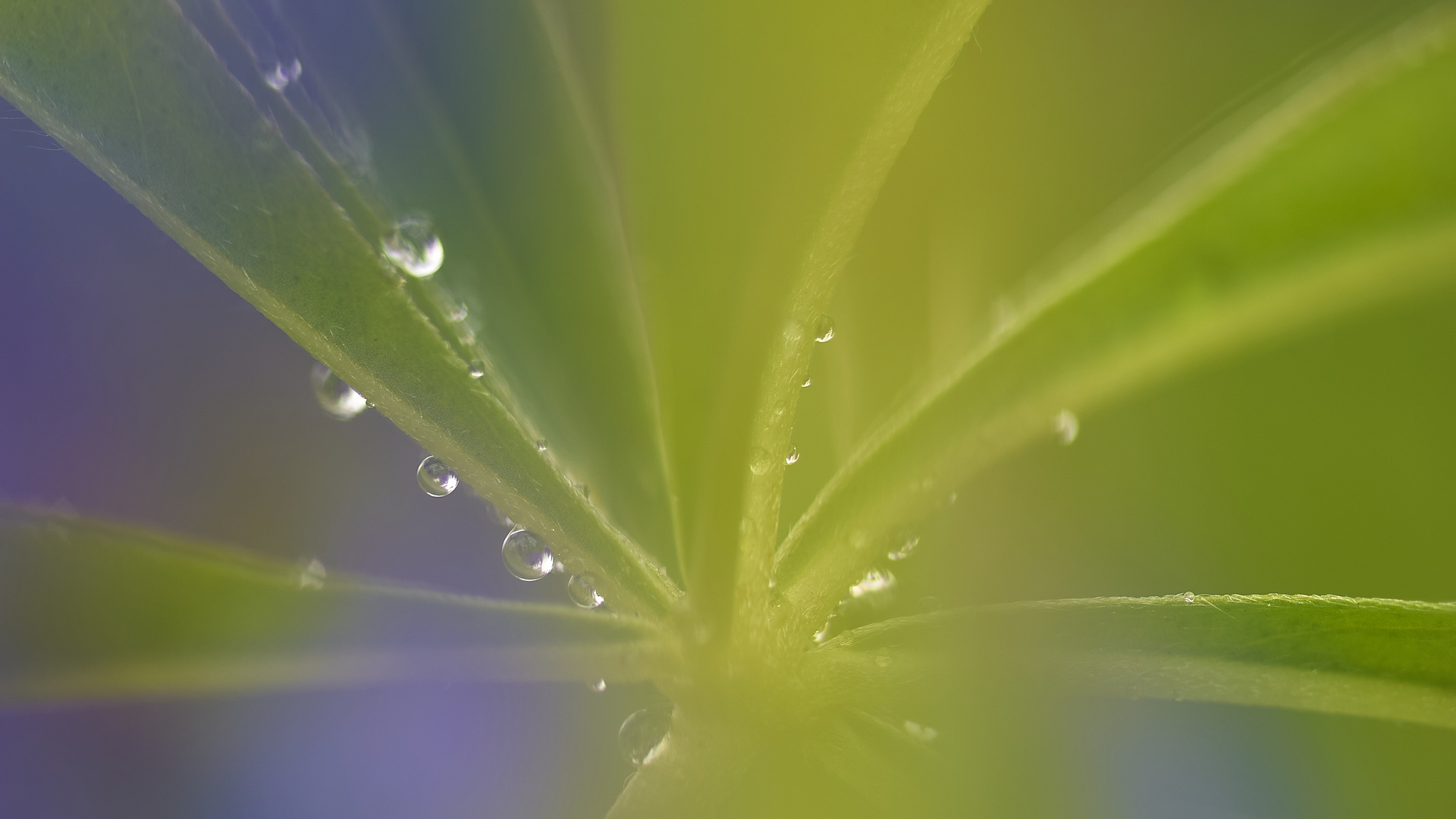 Lupinen im Regen