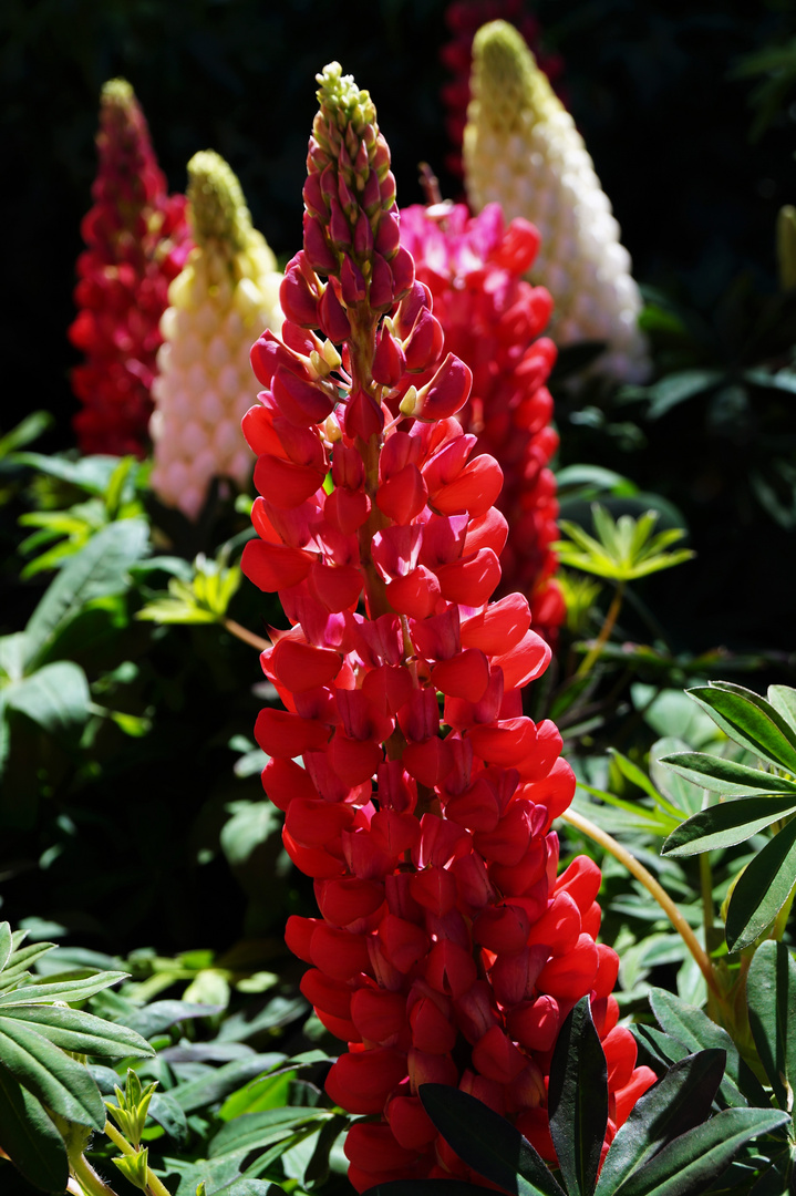 Lupinen im Sonnenschein ...