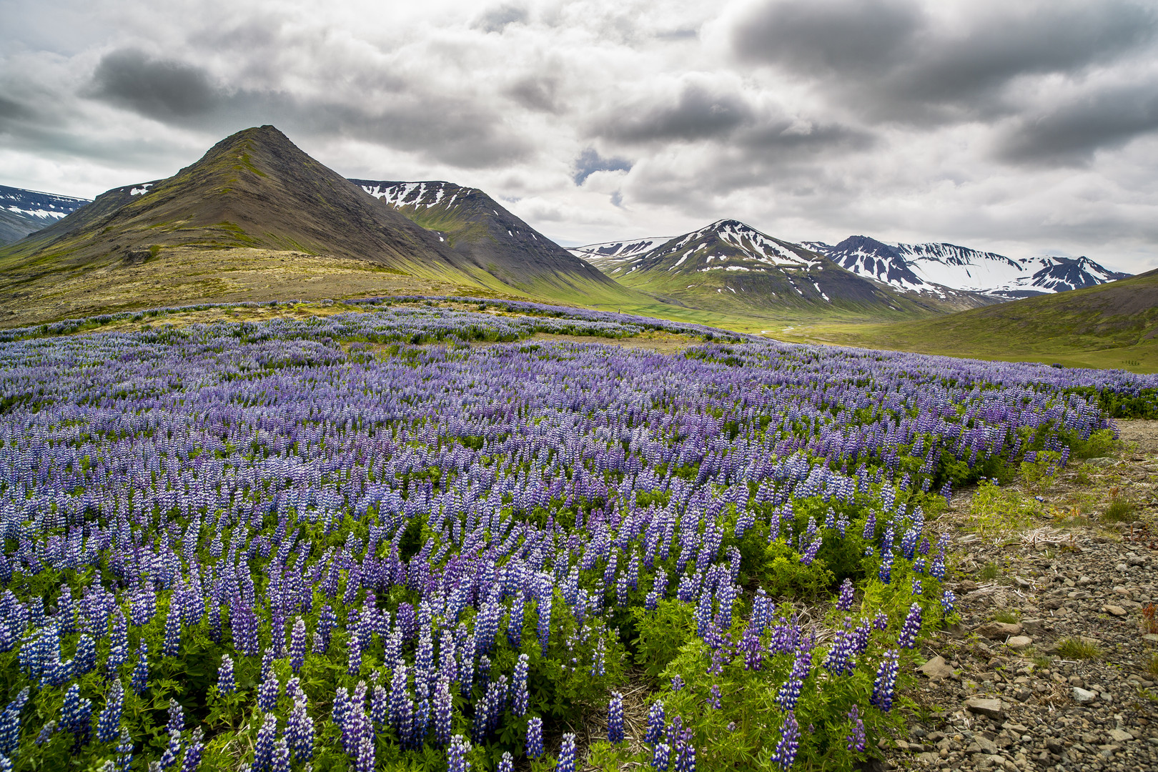 Lupinen im Westen