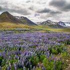 Lupinen im Westen