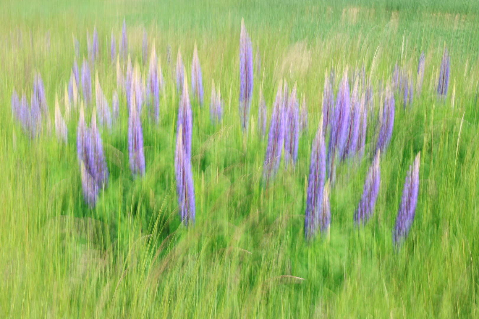 Lupinen im Wind