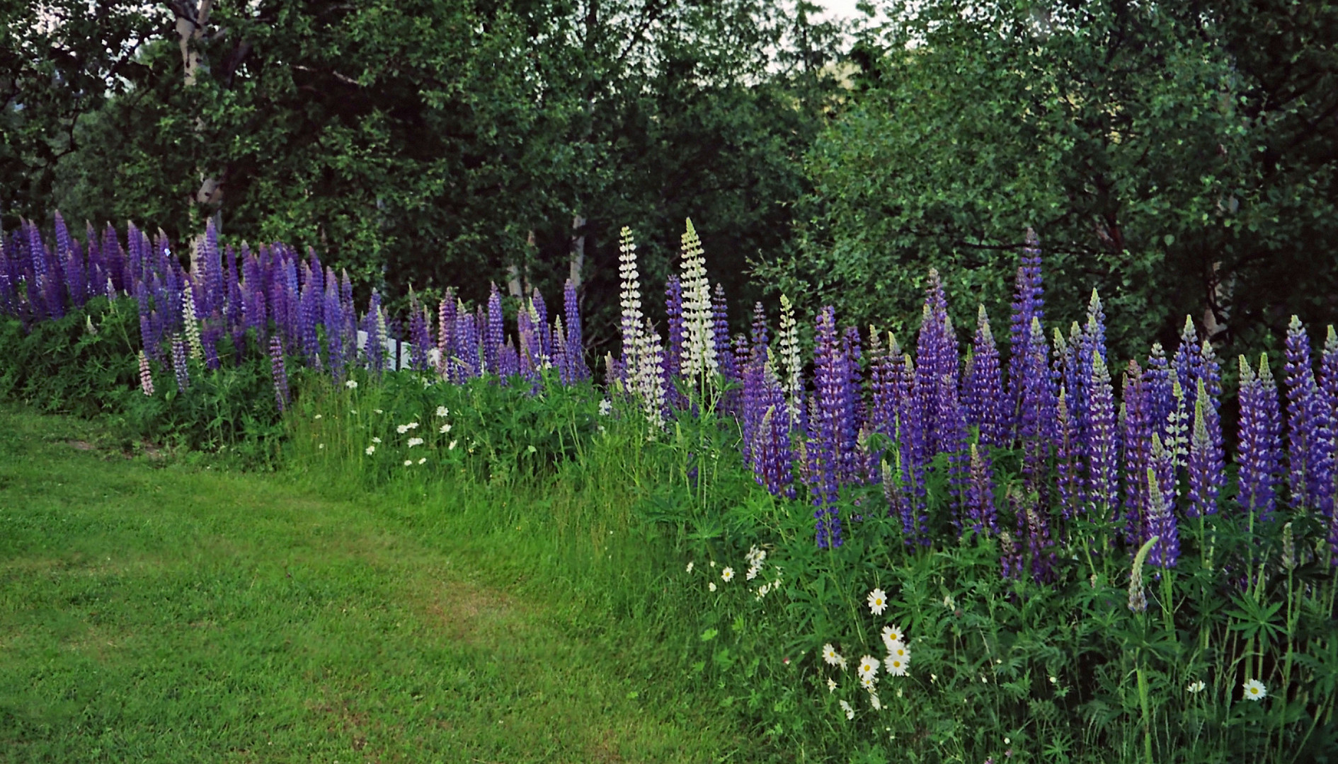 Lupinen in einer Parkanlage