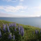 Lupinen in isländischer Landschaft