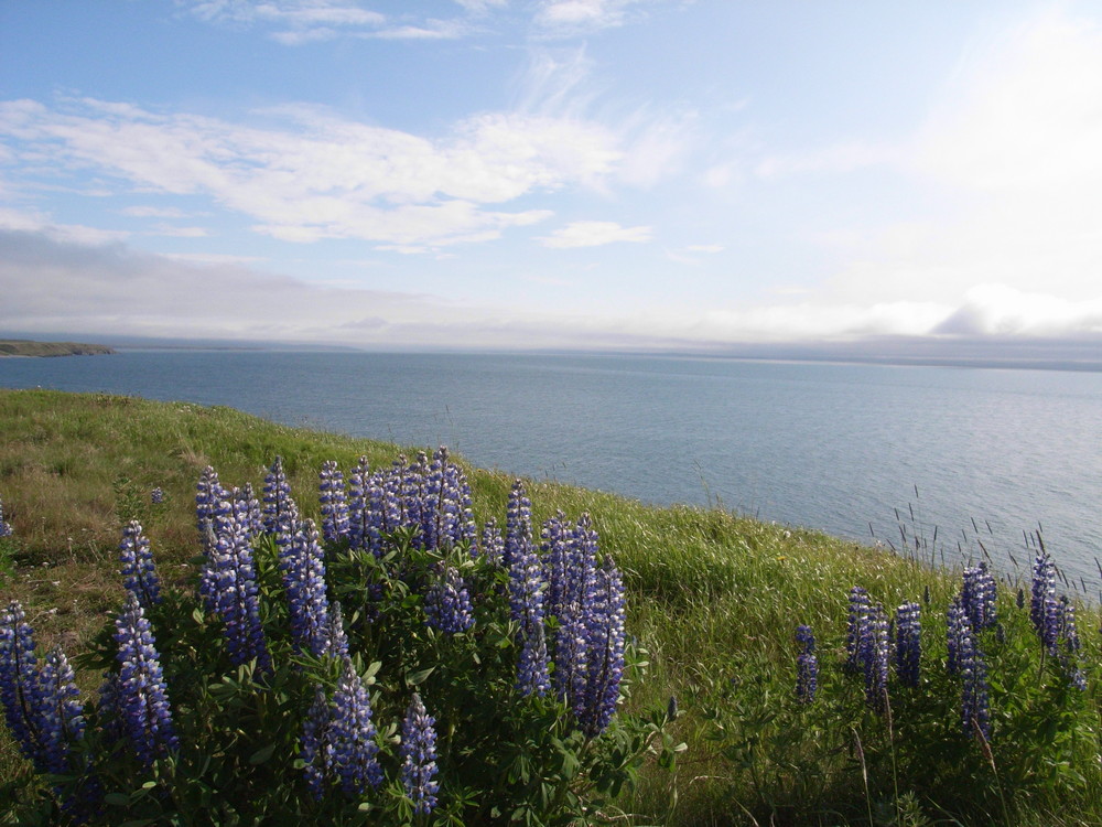 Lupinen in isländischer Landschaft