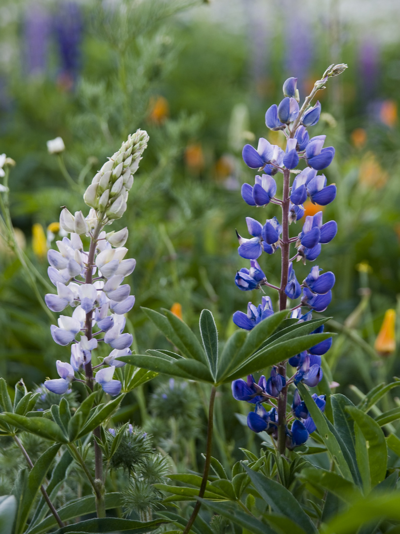 Lupinen in Neuseeland ...