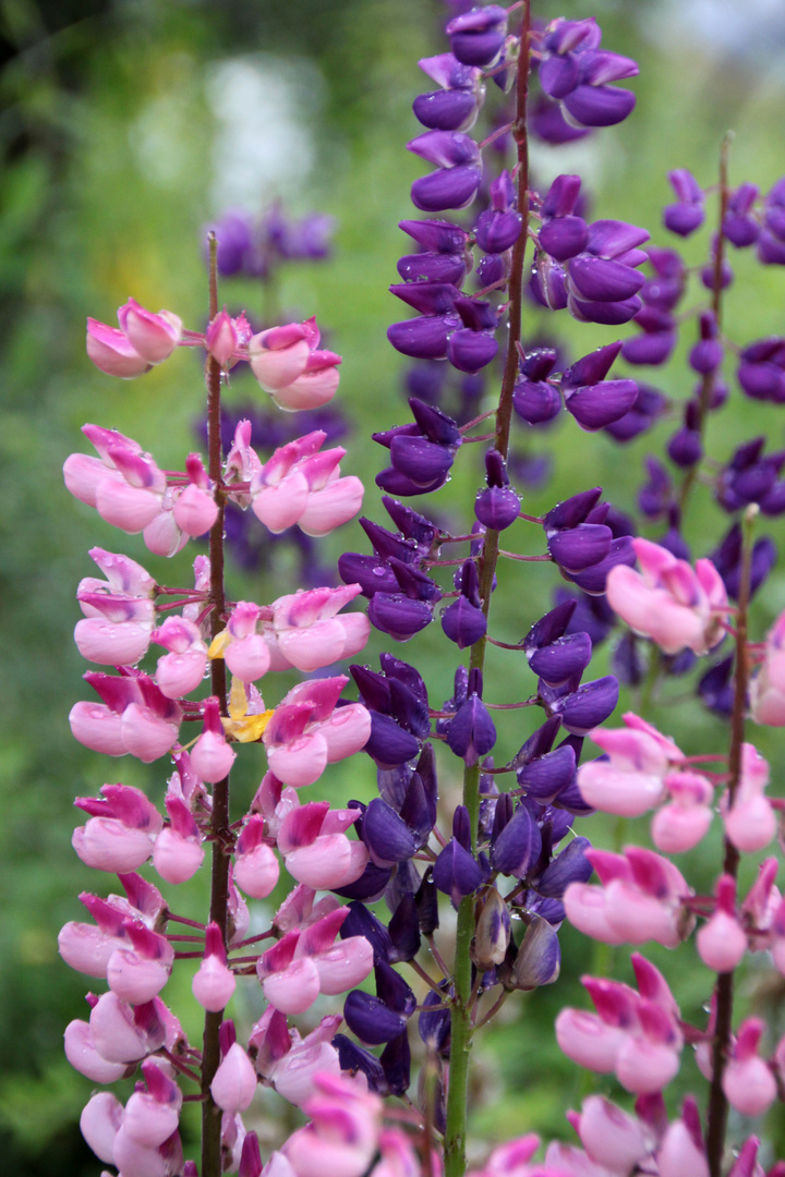 Lupinen in Norwegen Foto & Bild pflanzen, pilze & flechten, blüten