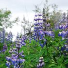 Lupinen in Reykjavík 