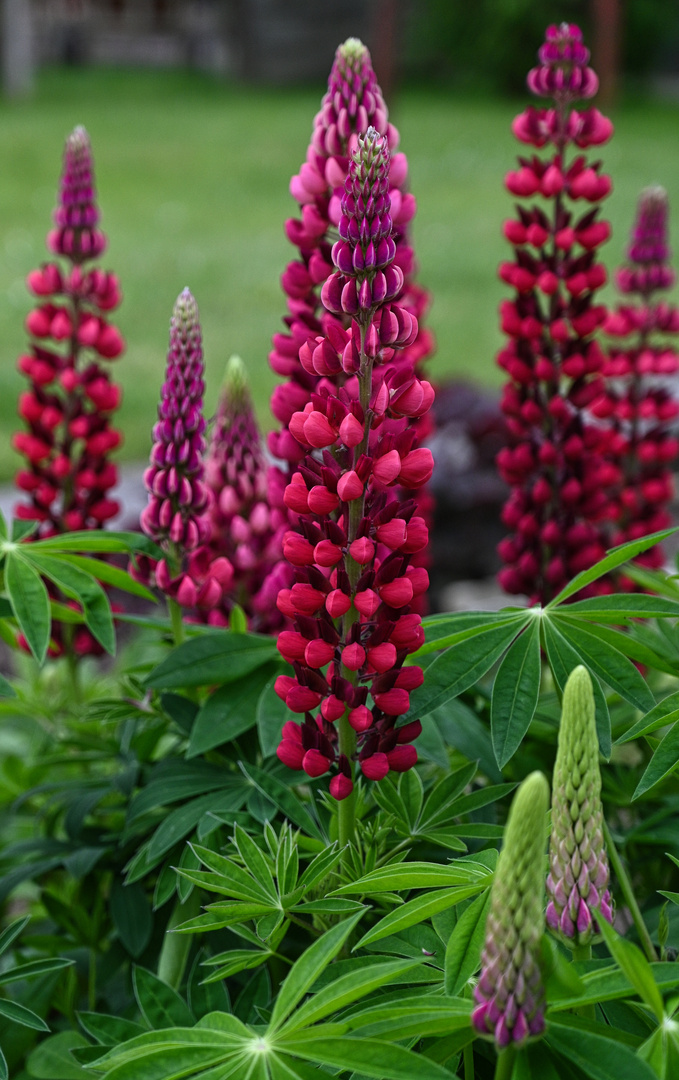 Lupinen in wunderschöner roter Farbe