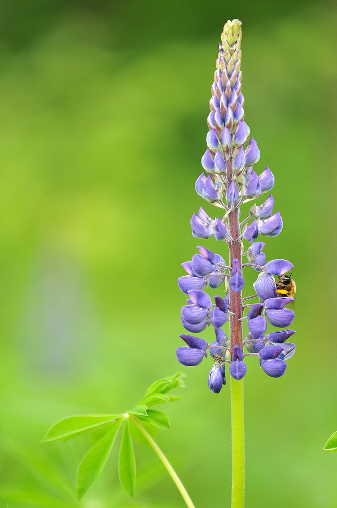 Lupinen – Leuchten mit Hummel