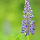 Lupinen – Leuchten mit Hummel