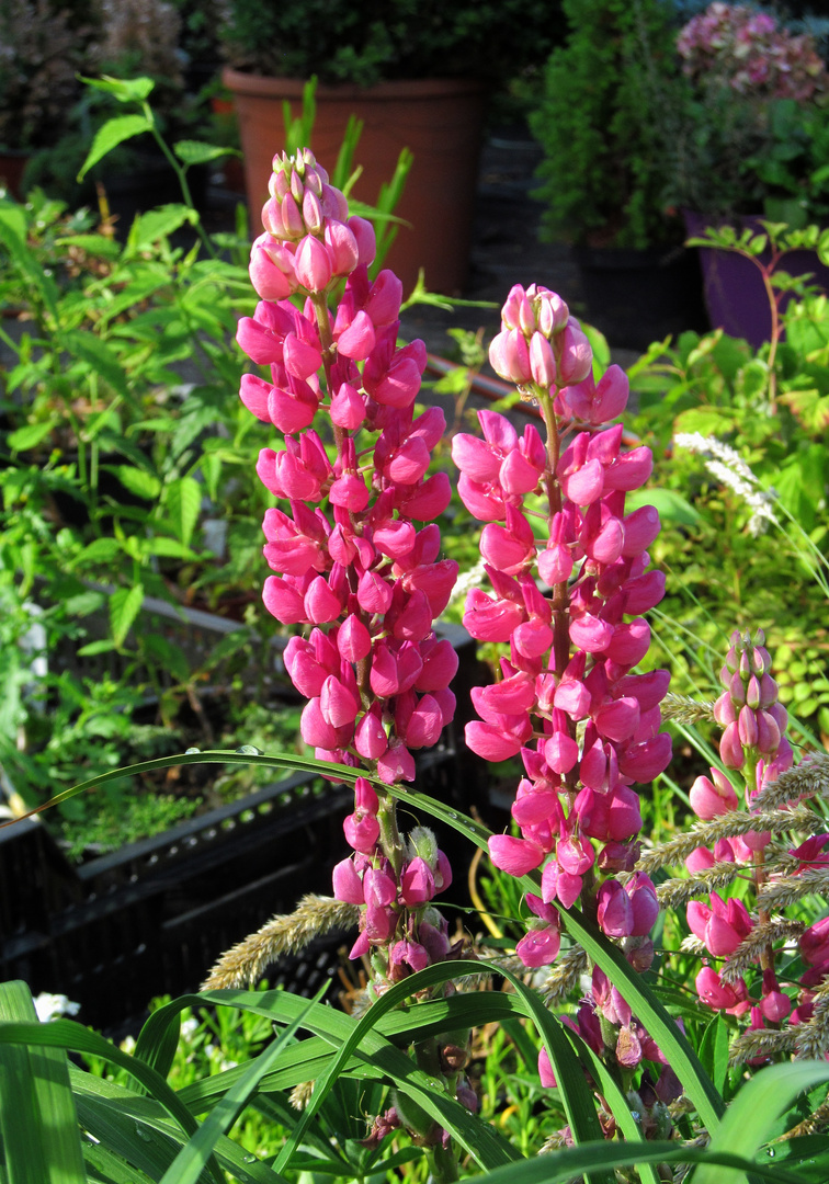 Lupinen  (Lupinus) ....