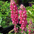 Lupinen  (Lupinus) ....