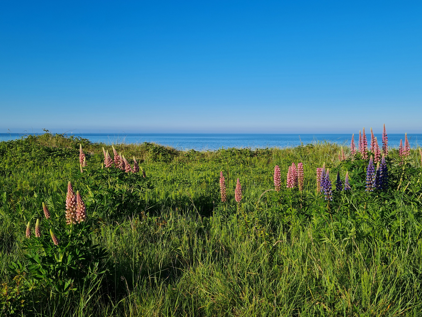 Lupinen & Meer