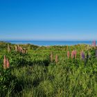 Lupinen & Meer