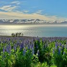 Lupinen, Meer und Berge - Island