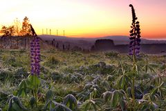 Lupinen mit Blick zur Fuchskaute