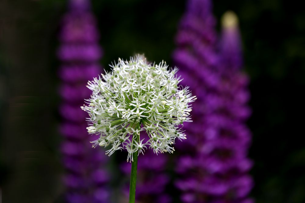 Lupinen mit Zierlauch