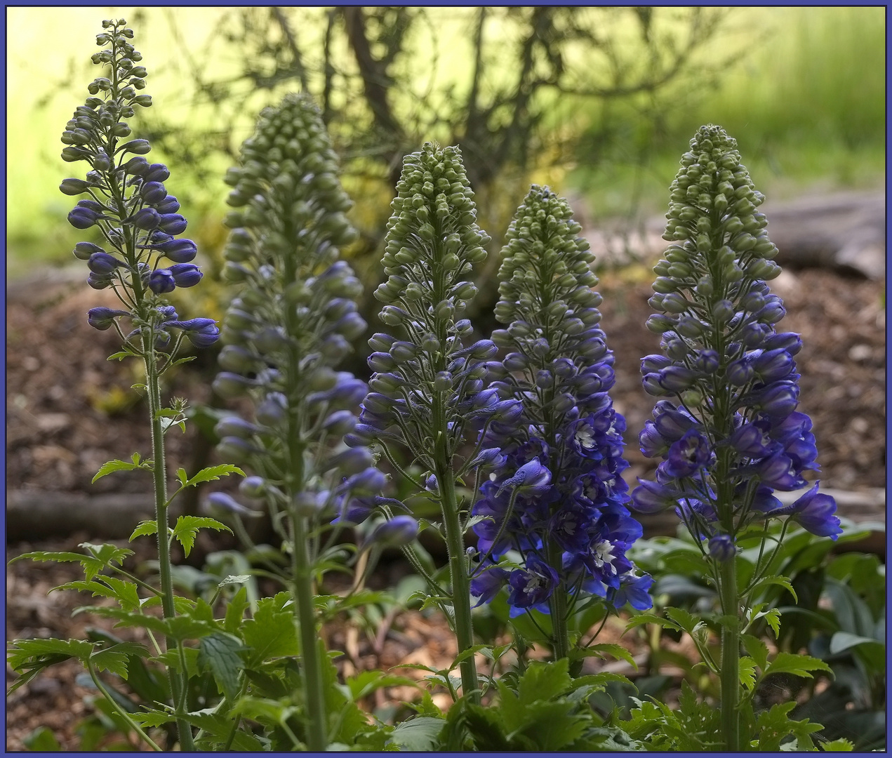 Lupinen oder Rittersporn?