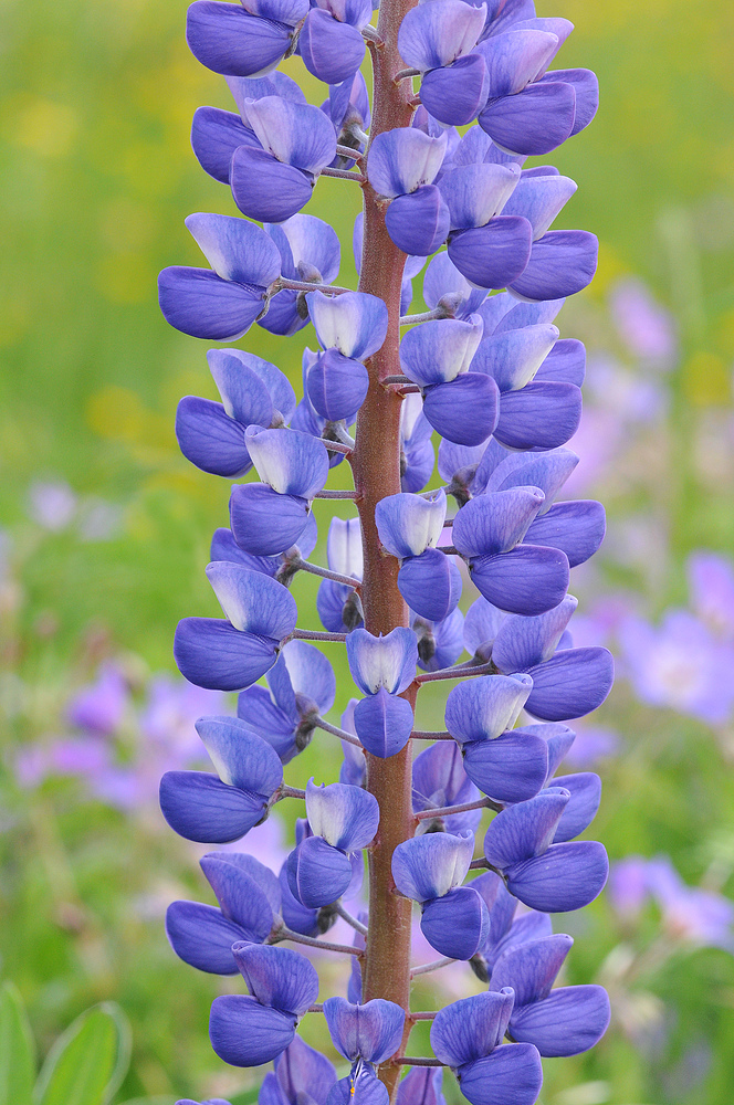 Lupinen - Schönheit 02