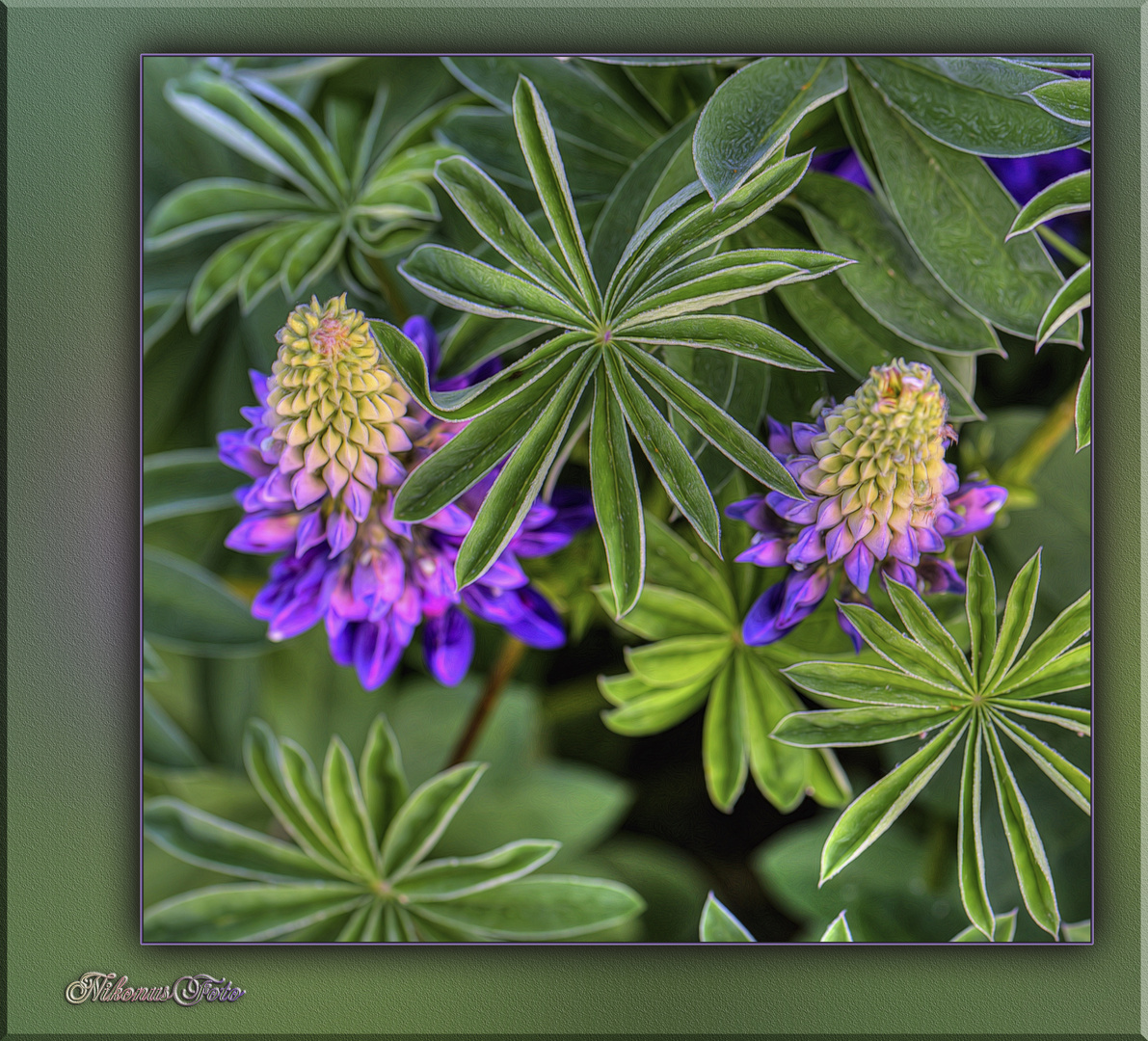  Lupinen sind meine Mittwochsblümchen 29,05.2019