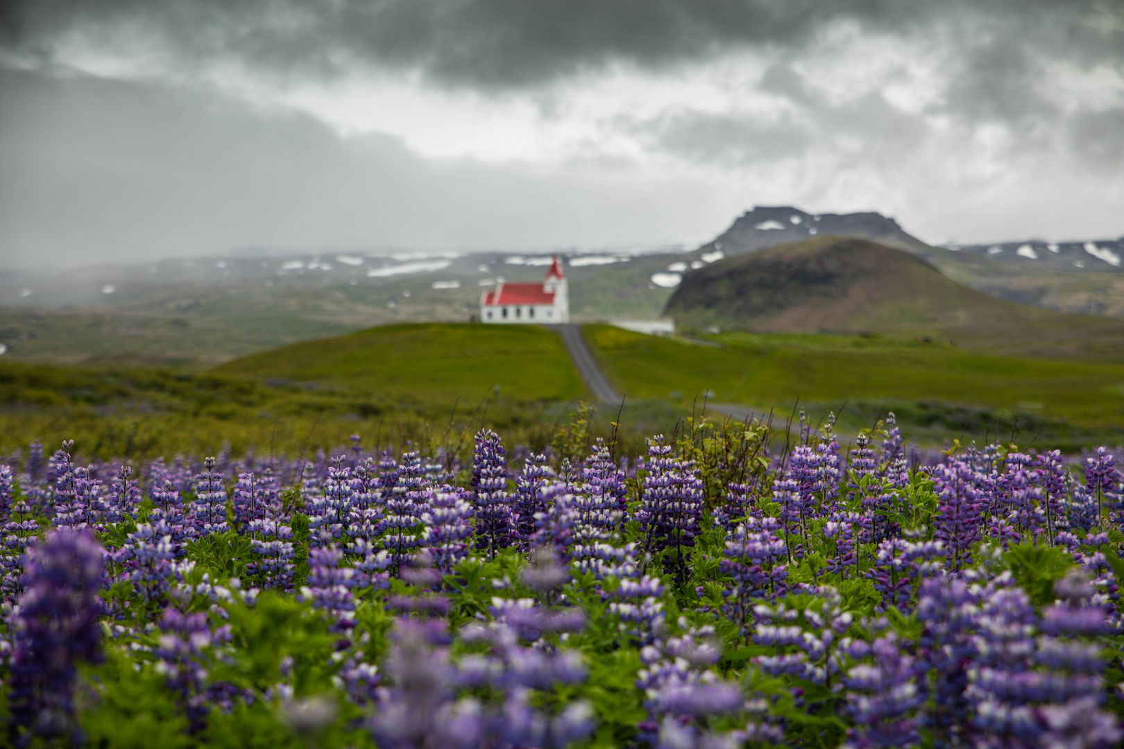 Lupinen über Lupinen...